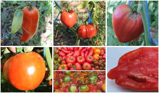 Pourquoi parler de « vraies » ou « fausses » tomates anciennes ? Pourquoi parler de « vraies » ou « fausses » tomates anciennes ?