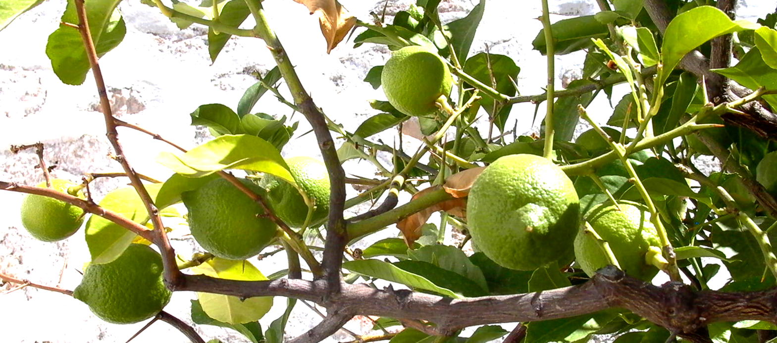 Citrons jaunes de couleur verte ? Citrons jaunes de couleur verte ?