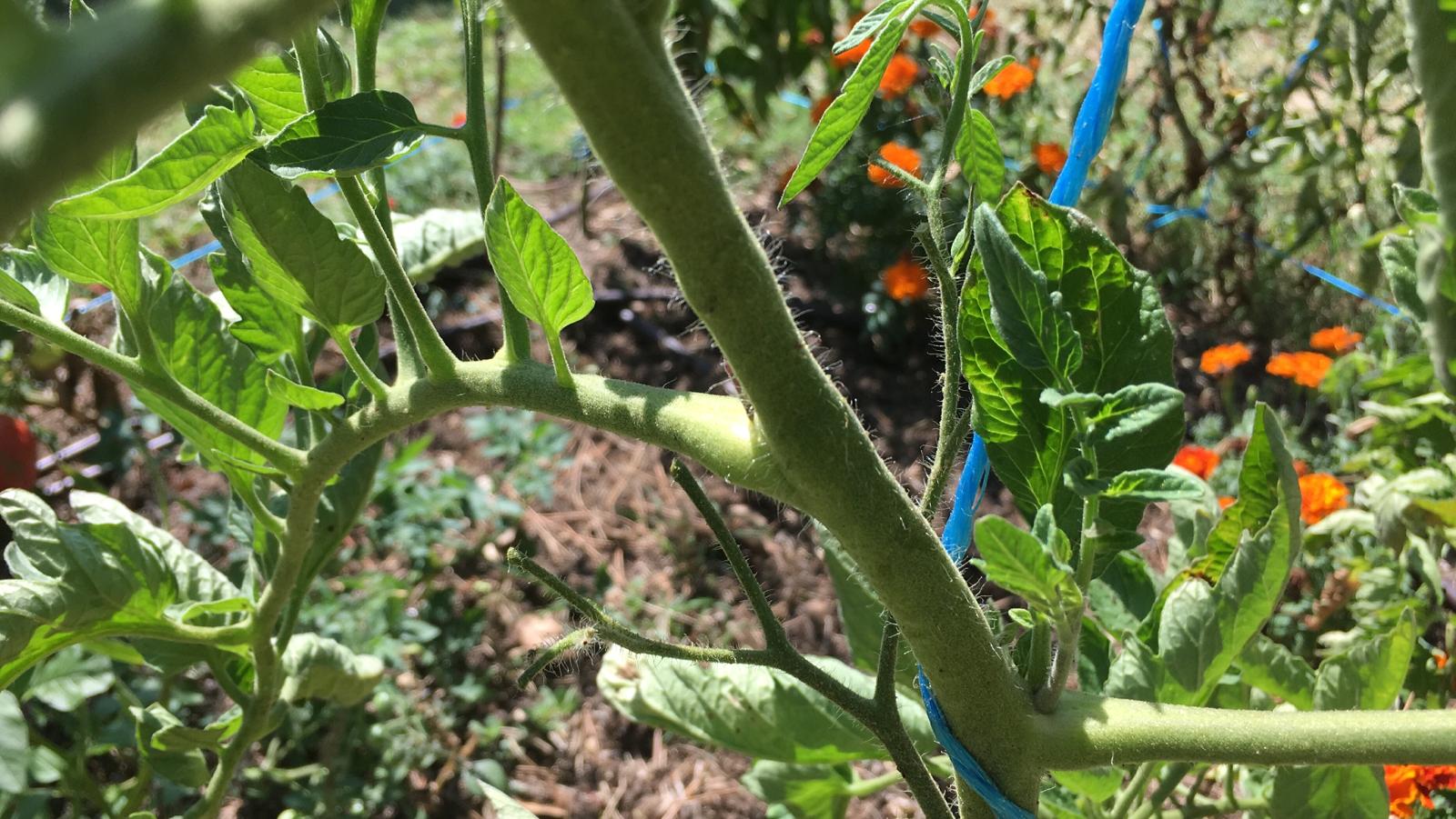 Que faire des gourmands des pieds de tomates anciennes ? Que faire des gourmands des pieds de tomates anciennes ?