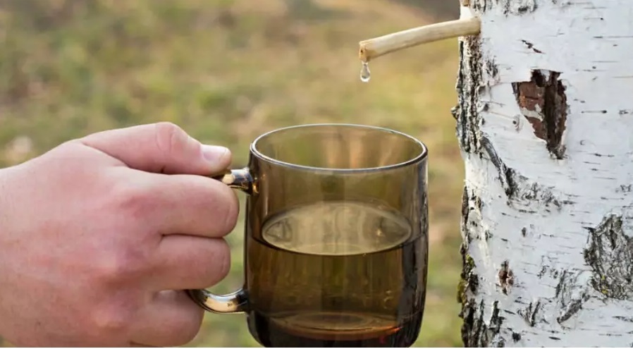 La sève de bouleau fraîche La sève de bouleau fraîche