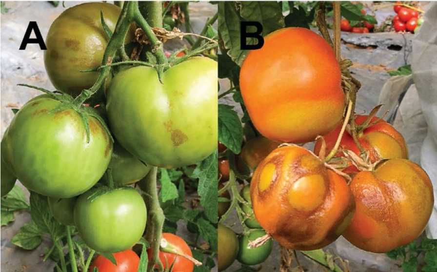 Panique chez les tomates Panique chez les tomates
